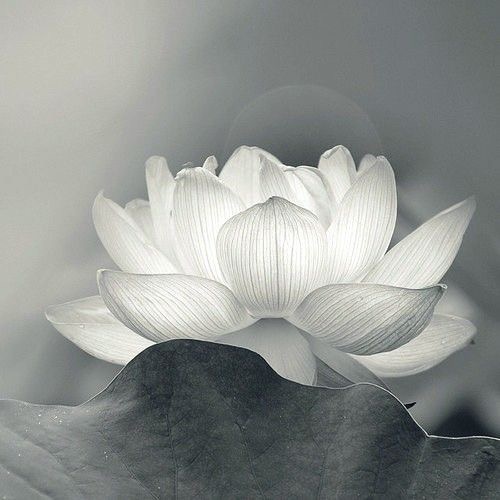 Read more about the article Lotus Flower